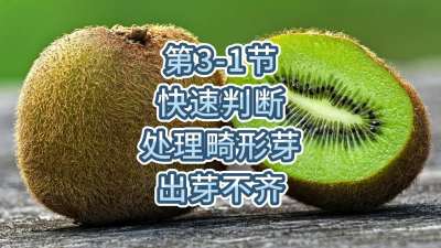 第3-1节-快速判断处理畸形芽，出芽不齐