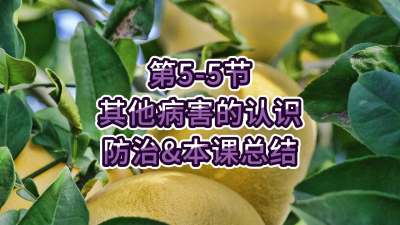 第5-5节-其他病害的认识、防治&总结