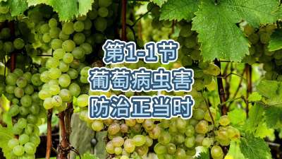 第1-1节-葡萄病虫害防治正当时！