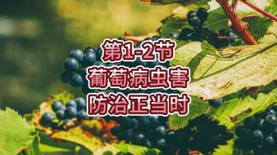 第1-2节-葡萄病虫害防治正当时！
