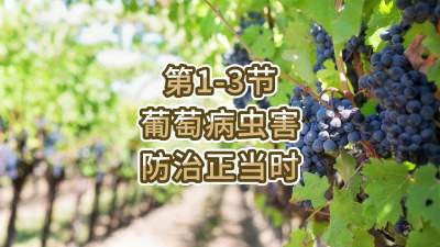 第1-3节-葡萄病虫害防治正当时！