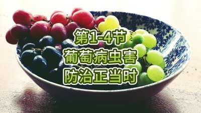 第1-4节-葡萄病虫害防治正当时！