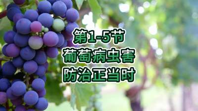 第1-5节-葡萄病虫害防治正当时！