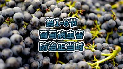 第1-6节-葡萄病虫害防治正当时！