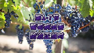 第1-7节-葡萄病虫害防治正当时！
