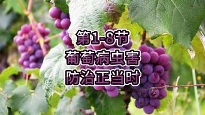 第1-8节-葡萄病虫害防治正当时！