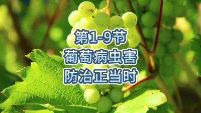 第1-9节-葡萄病虫害防治正当时！