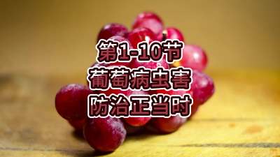 第1-10节-葡萄病虫害防治正当时！