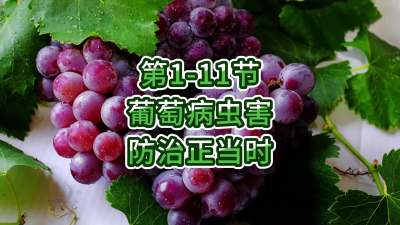 第1-11节-葡萄病虫害防治正当时！