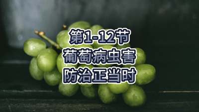 第1-12节-葡萄病虫害防治正当时！