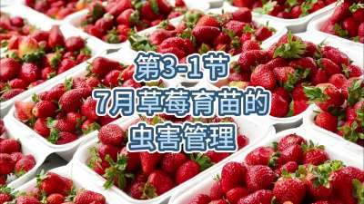 第3-1节-7月草莓育苗的虫害管理