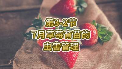 第3-2节-7月草莓育苗的虫害管理