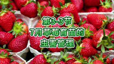 第3-3节-7月草莓育苗的虫害管理