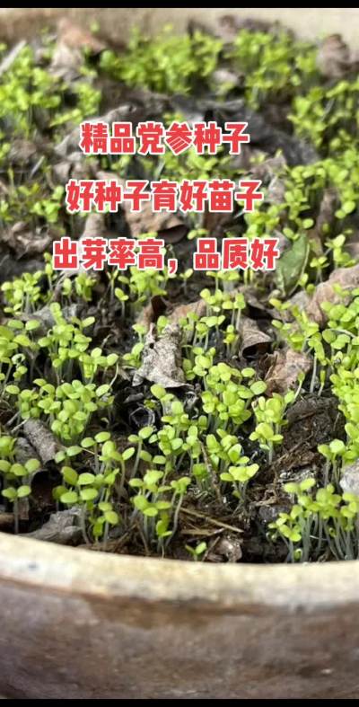 精品党参种子，好种子育好苗子，出芽率高