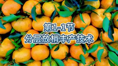 第1-1节-分层放梢丰产技术