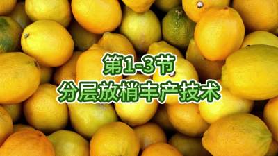 第1-3节-分层放梢丰产技术