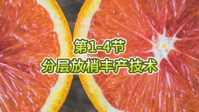 第1-4节-分层放梢丰产技术