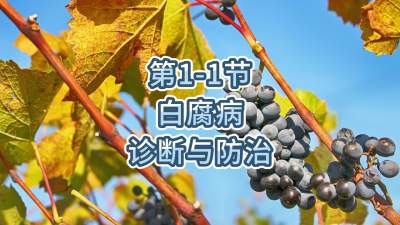 第1-1节-白腐病的诊断与防治