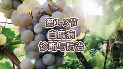 第1-3节-白腐病的诊断与防治