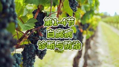 第1-4节-白腐病的诊断与防治