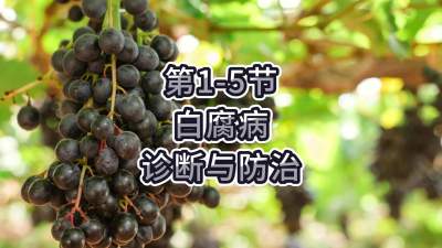 第1-5节-白腐病的诊断与防治