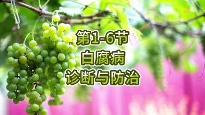 第1-6节-白腐病的诊断与防治