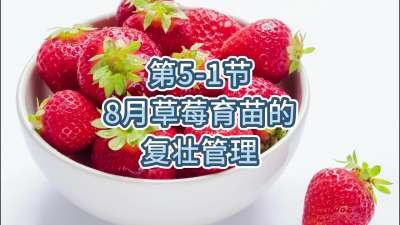 第5-1节-8月草莓育苗的复壮管理