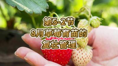 第5-2节-8月草莓育苗的复壮管理