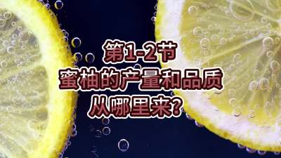 第1-2节-蜜柚的产量和品质从哪里来？