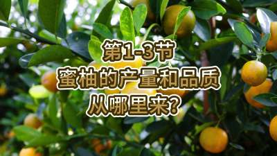 第1-3节-蜜柚的产量和品质从哪里来？