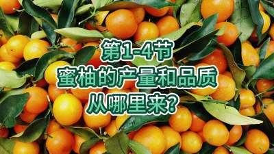第1-4节-蜜柚的产量和品质从哪里来？