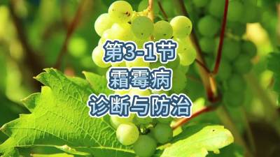 第3-1节-霜霉病的诊断与防治