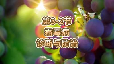 第3-2节-霜霉病的诊断与防治