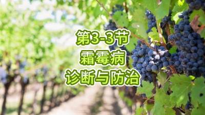 第3-3节-霜霉病的诊断与防治