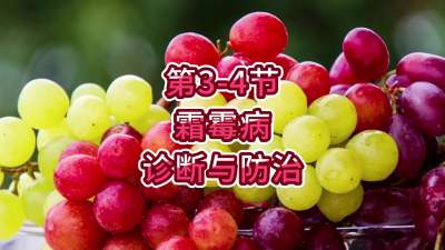 第3-4节-霜霉病的诊断与防治