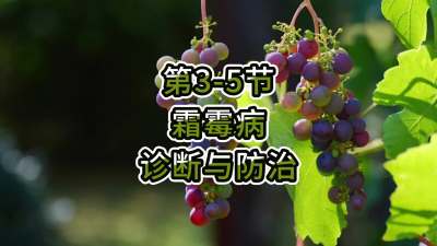 第3-5节-霜霉病的诊断与防治