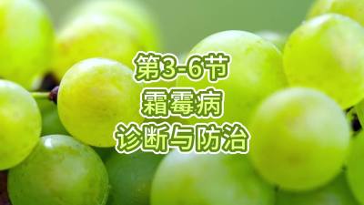 第3-6节-霜霉病的诊断与防治