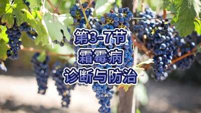 第3-7节-霜霉病的诊断与防治