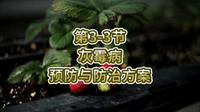 第3-3节-灰霉病预防与防治方案