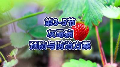 第3-5节-灰霉病预防与防治方案