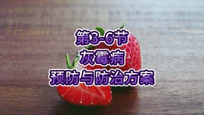 第3-6节-灰霉病预防与防治方案