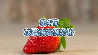 第4节-灰霉病实例分析