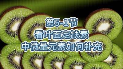 第5-1节-看叶面定缺素，补充中微量元素