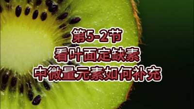 第5-2节-看叶面定缺素，补充中微量元素