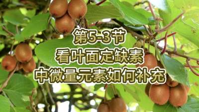 第5-3节-看叶面定缺素，补充中微量元素