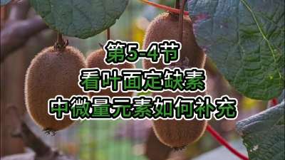 第5-4节-看叶面定缺素，补充中微量元素
