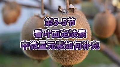 第5-5节-看叶面定缺素，补充中微量元素
