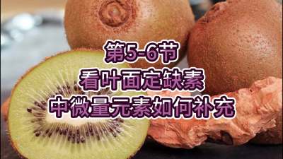 第5-6节-看叶面定缺素，补充中微量元素