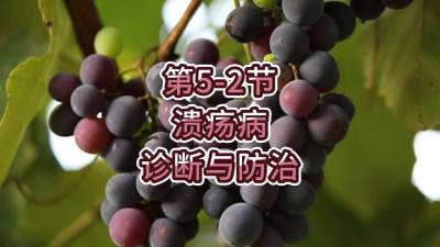第5-2节-溃疡病的诊断与防治