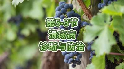 第5-3节-溃疡病的诊断与防治